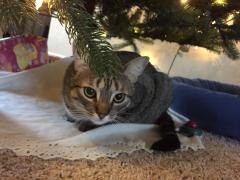 spice under the tree